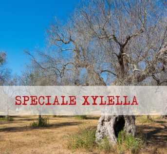 Speciale Xylella